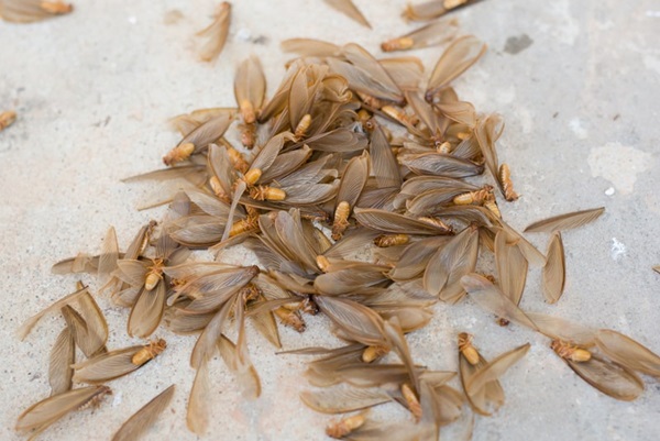 termite swarm