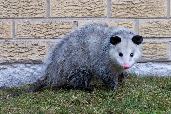 A photograph of a grey and white Virginia opossum walking along a grassy area next to a light-colored brick wall.