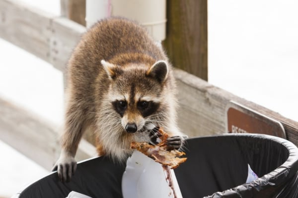 A raccoon perched on the edge of an outdoor black trash can pulling out leftover food scraps.