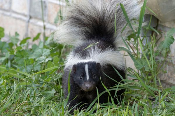 A close-up photograph of a striped skunk sitting in tall green grass near the brick foundation of a house, looking directly forward.