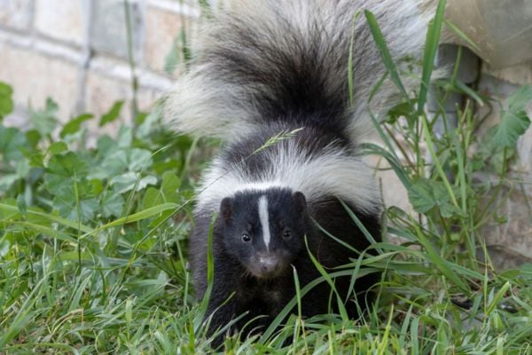 A close-up photograph of a striped skunk sitting in tall green grass near the brick foundation of a house, looking directly forward.