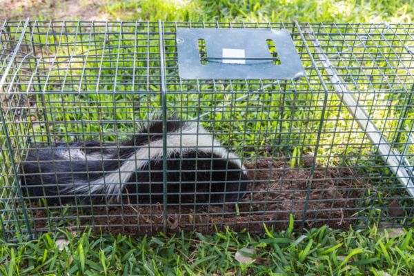 A photograph of a striped skunk caught inside a wire-mesh live animal trap resting on green lawn grass.