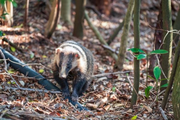 A stink badger walking on a leaf-covered forest floor among trees and small plants.