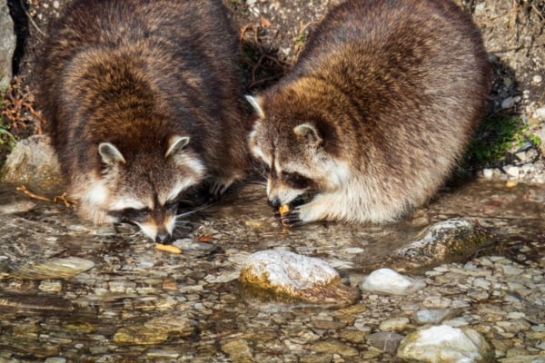 Two fluffy raccoons crouching edge-to-edge at a shallow, rocky stream bed foraging for food in the water.
