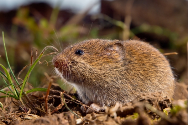 A close-up photograph of a small brown vole sitting on muddy ground next to a few blades of grass.