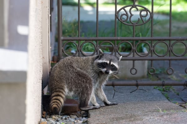 A North American raccoon standing next to a house wall and a decorative metal gate, looking toward the camera.