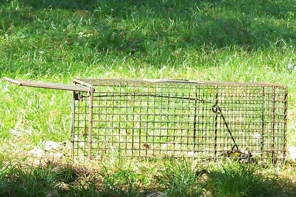 A long wire-mesh live animal trap sitting on green grass in a yard.