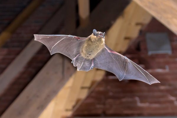 A close-up photograph of a bat flying indoors with its wings fully spread, set against a background of wooden attic beams.