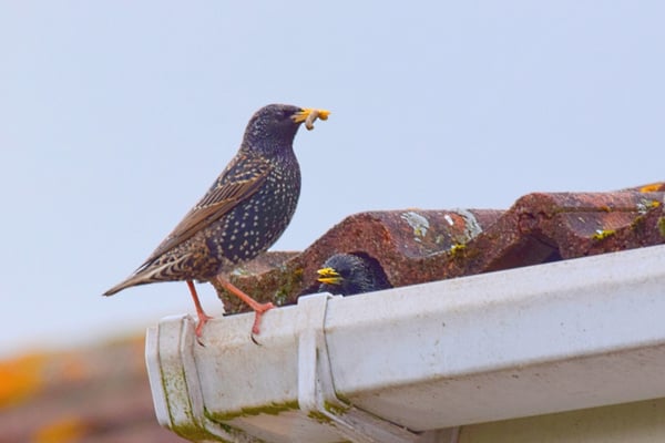 A photograph of a European starling with a grub in its beak standing on a white roof gutter, while another bird peeks out from under a roof tile.