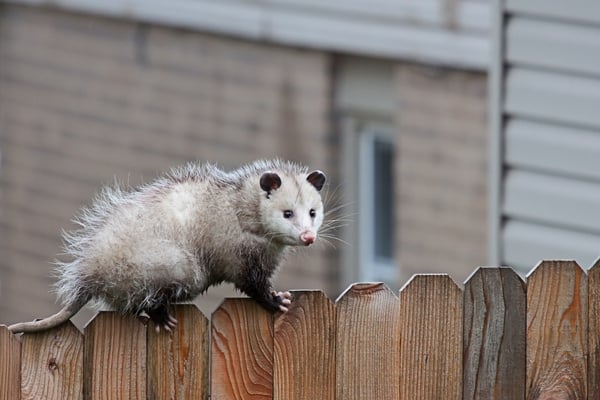A North American Virginia opossum walking along the top of a wooden backyard fence, looking to the right with a building in the blurred background.