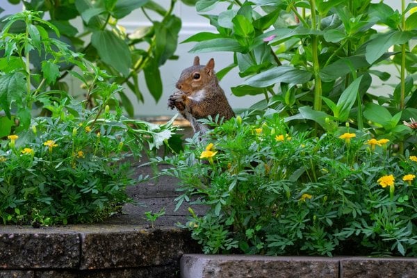 A grey squirrel standing on its hind legs in a lush garden bed, eating a nut surrounded by green foliage and small yellow flowers.