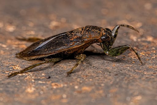 adult waterbug