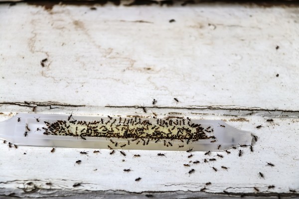 ant trap
