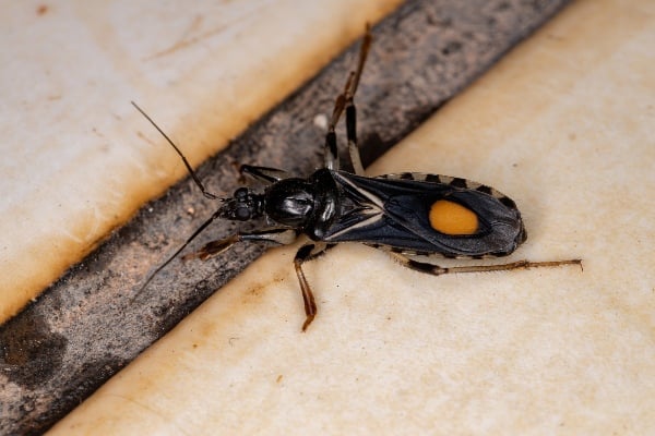 assassin bug
