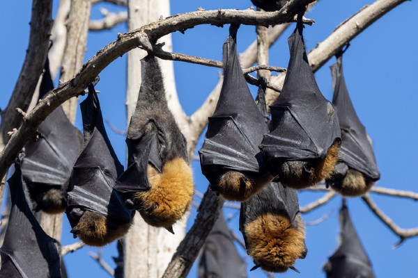 Bat Behaviours Learn About Bats: Reproduction, Habitats & Behaviors