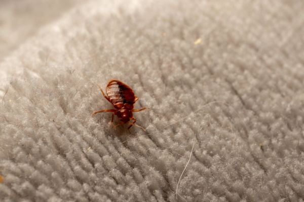 bed bug on towel