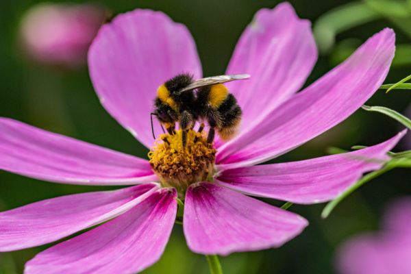 A bee on a pink flower.