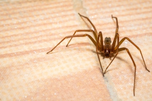 brown recluse spider