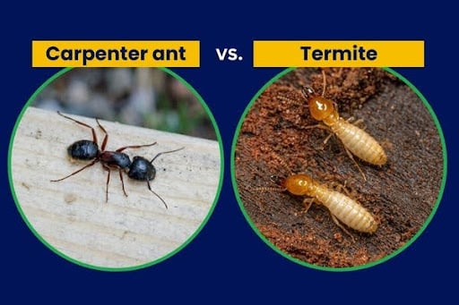 Carpenter Ant vs Termite