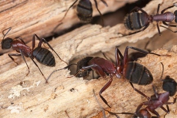 carpenter ants