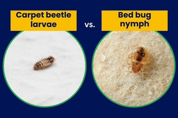 Pyccjee Bug Identifying Bed Bugs vs Carpet Beetles: Key Differences