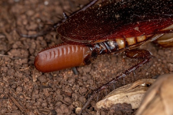 Cockroach Shell Casing Cockroach Anatomy: Body Structure & Biology