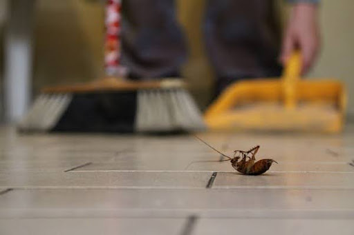 cockroach-on-back