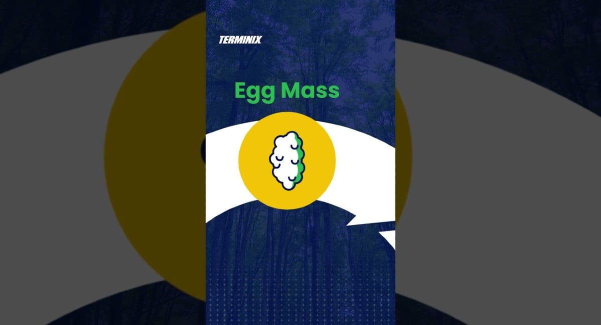 egg mass youtube thumbnail