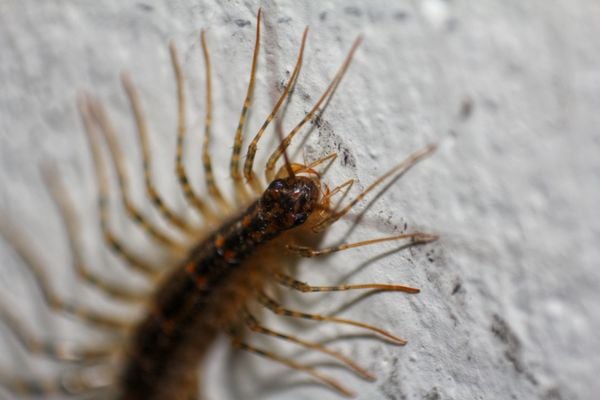 house centipede close up