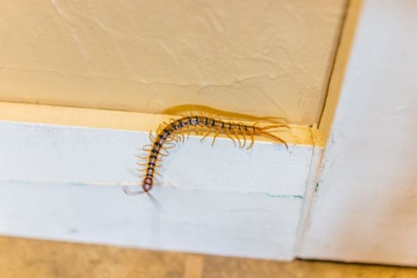 house millipede