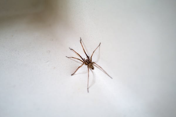 Close up of a house spider crawling on wall