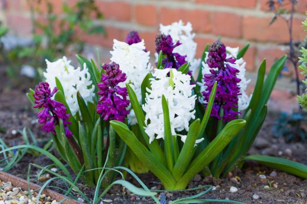 Squirrel Repellent Plants: What Plants Keep Squirrels Away?