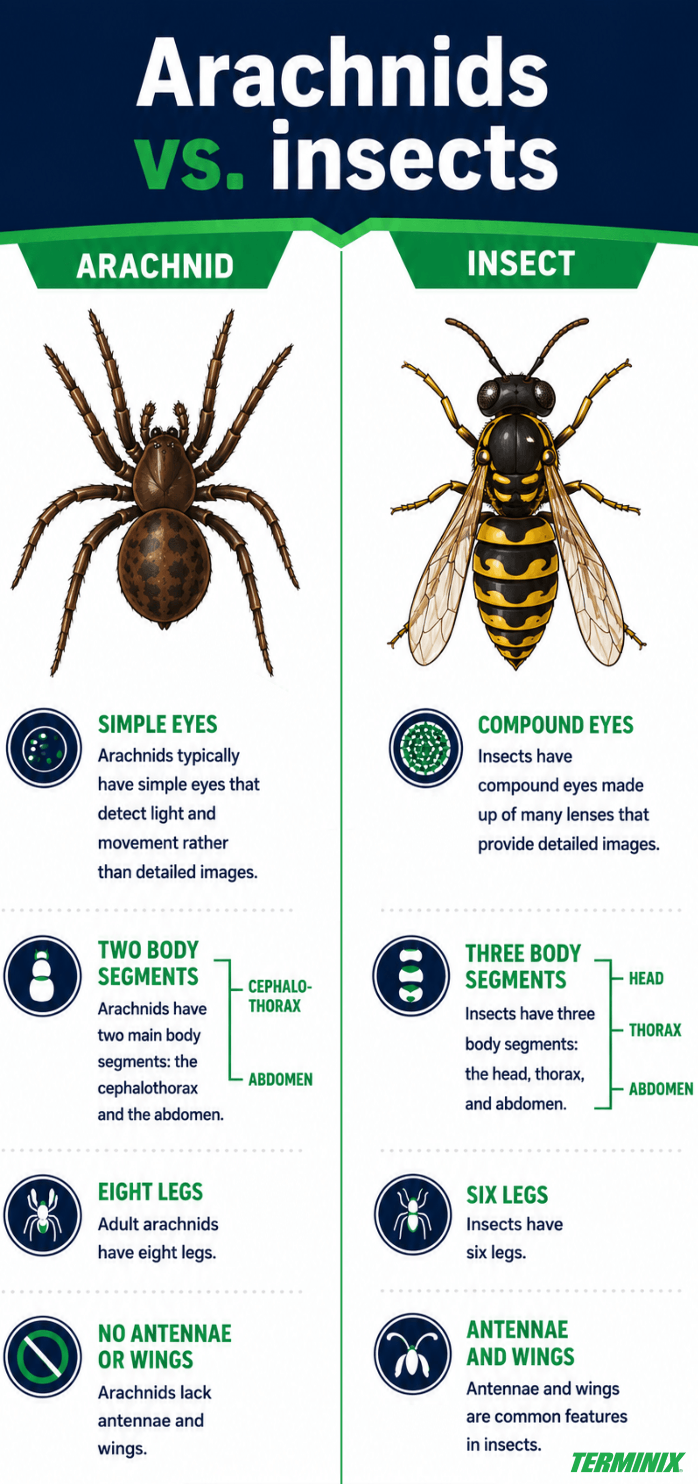 Infographic titled Arachnids vs. insects.