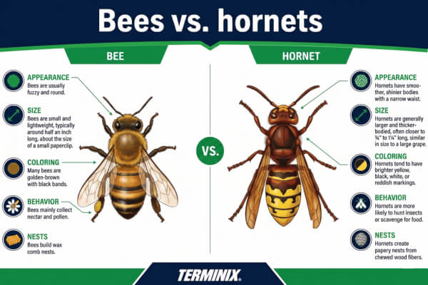 Infographic titled Bees vs. hornets.