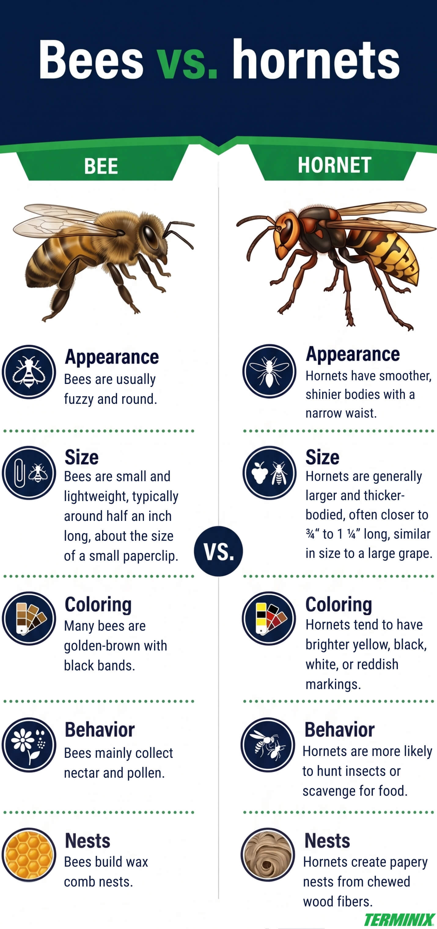 Infographic titled Bees vs. hornets.