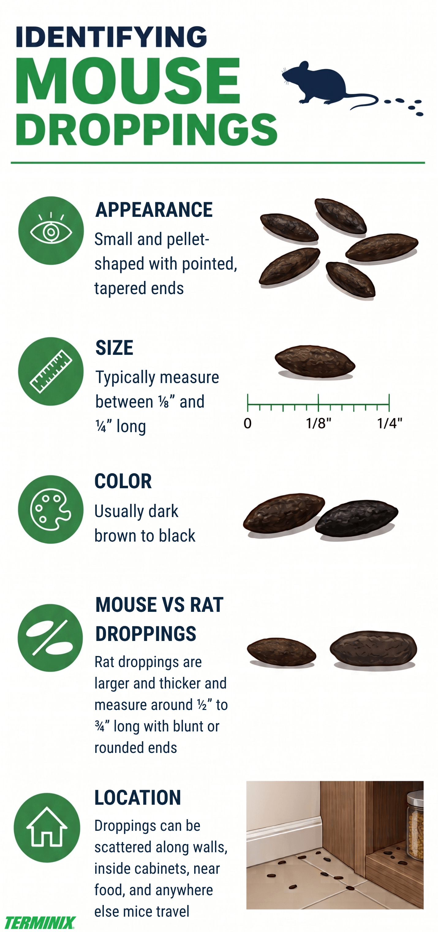 Infographic titled Identifying Mouse Droppings detailing appearance, size, color, location, and comparison to rat droppings