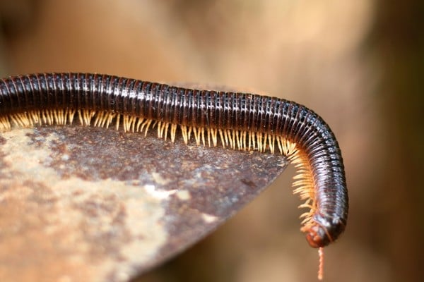 millipede on rock