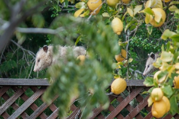 opossums by lemon trees