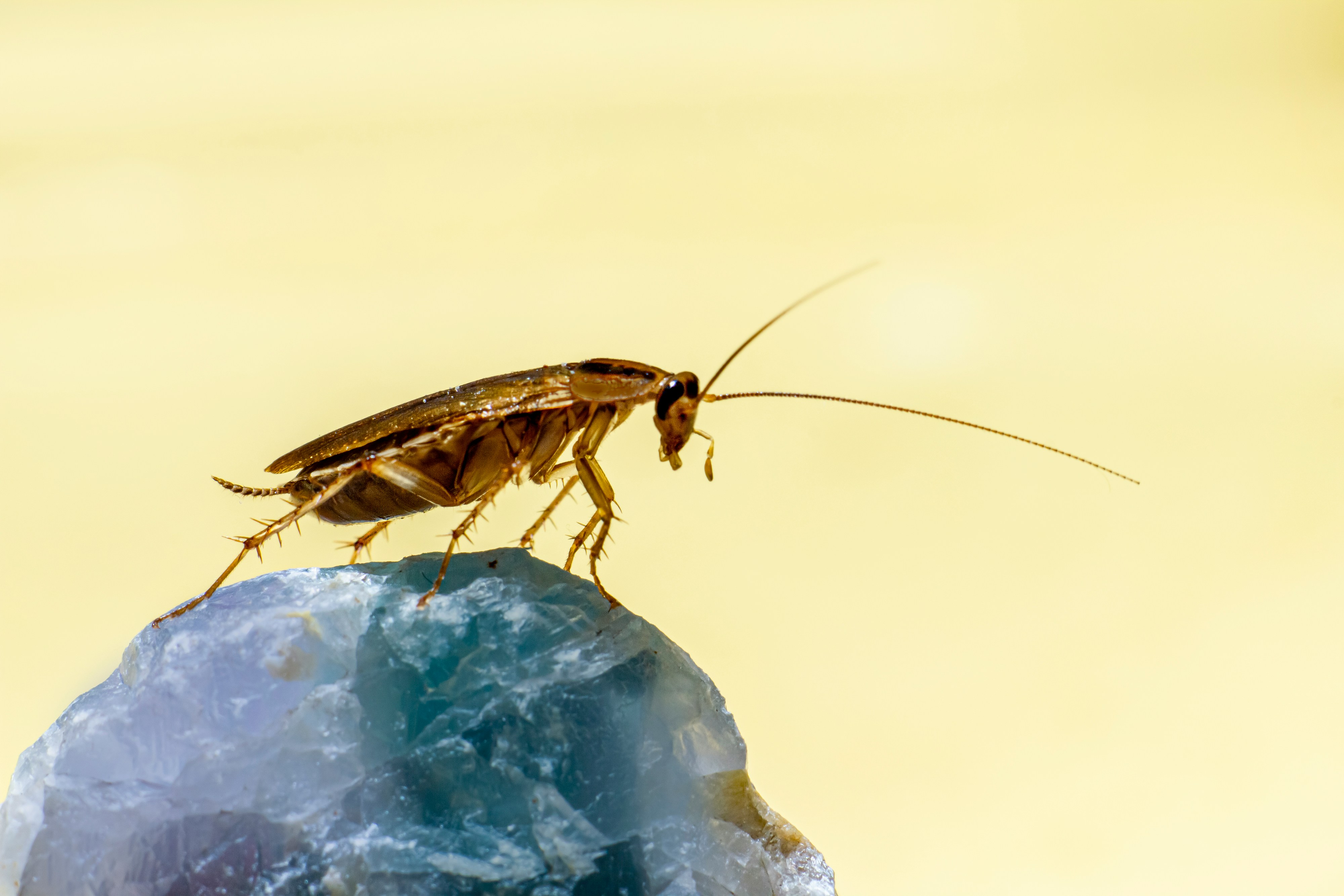 cockroach on crystal