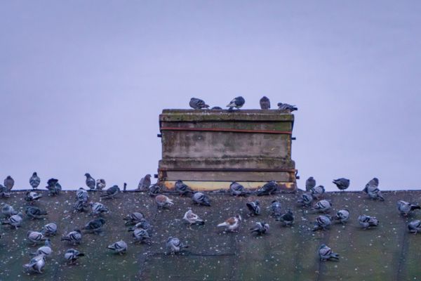 Pigeons gathered on a commercial roof