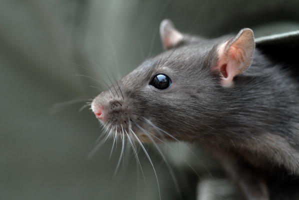 Rat Poison: Is It Effective For Your At-Home Pest Needs?