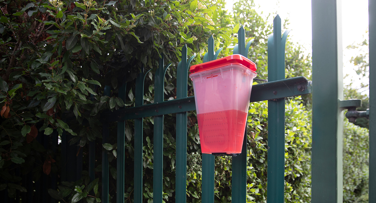 An EcoCatch fly trap mounted to a green metal fence in an outdoor area surrounded by dense foliage