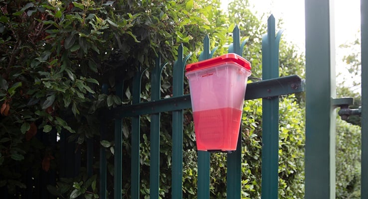 An EcoCatch fly trap mounted to a green metal fence in an outdoor area surrounded by dense foliage