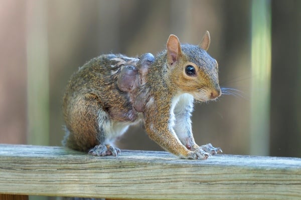 squirrel with botflies