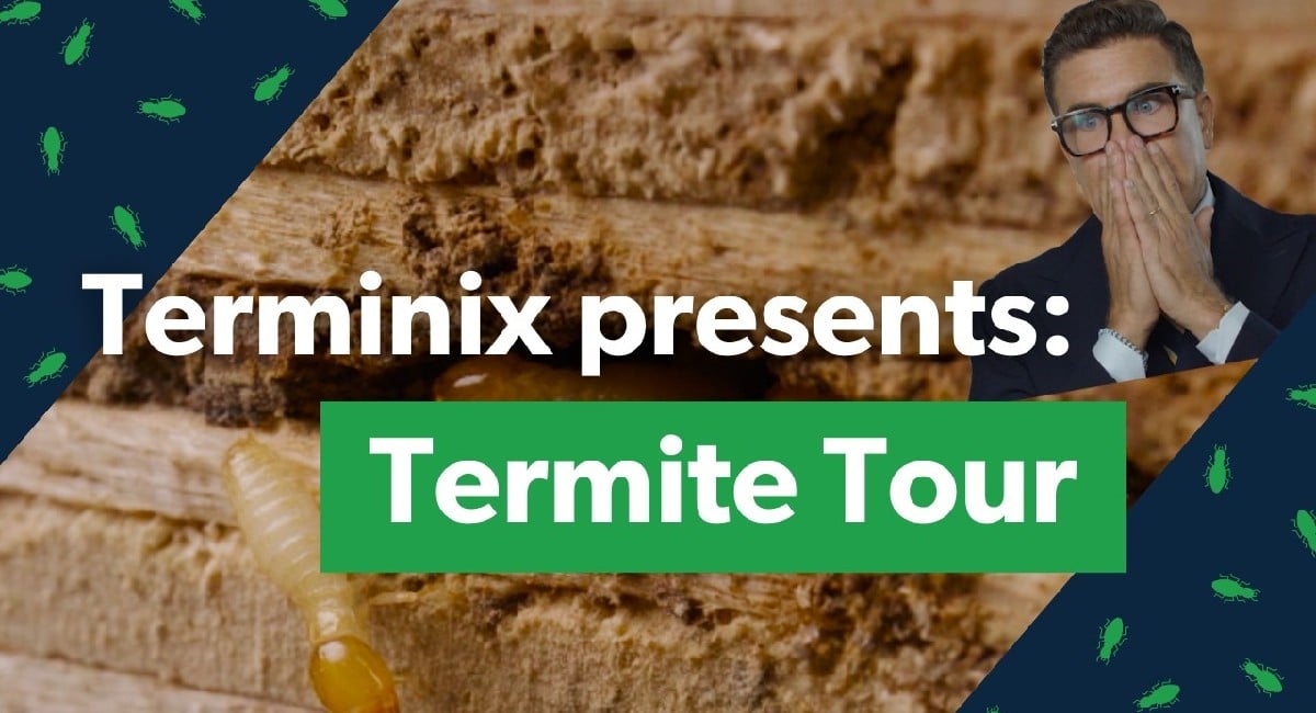 termite tour thumbnail
