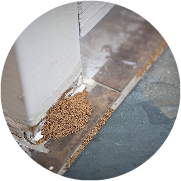 Frass pellets on floor