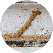 Termite mud tubes