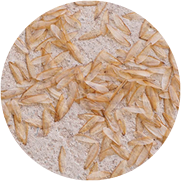 Swarming termites