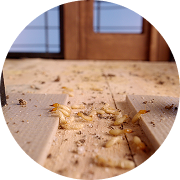 Swarming termites
