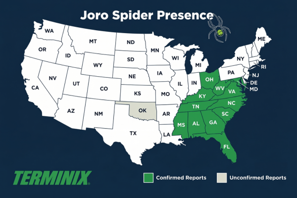 joro spider presence